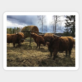 Scottish Highland Cattle Bulls 2383 Sticker